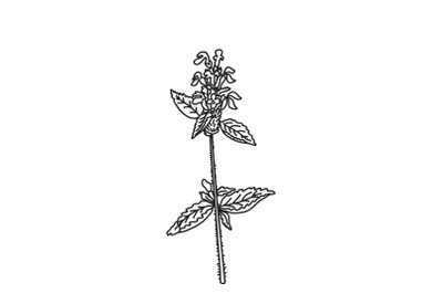Line art botanical wildflower isolated on white background. Hand drawn