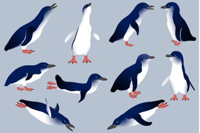 Little penguin colour