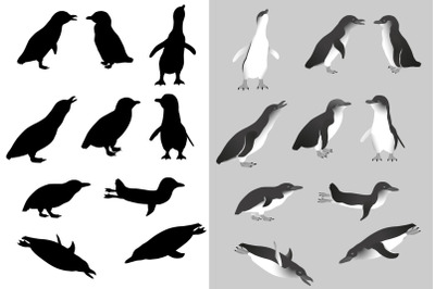 Little penguin silhouette and black-white