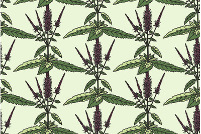 Botanical floral seamless pattern with peppermint vector illustration
