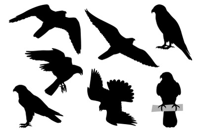 Peregrine falcon silhouette