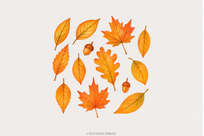 Autumn Leaves Watercolor PNG, Fall Leaf Clipart, Hand Drawn Botanical