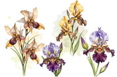 Xari bulbul (simvol) The striking Bee Orchid displays its vibrant