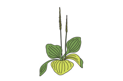 Botanical growing plantain bush isolated on white background