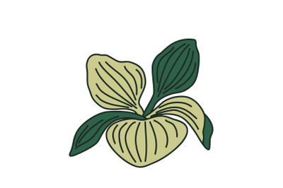 Botanical green leaves isolated on white background. Hand drawn leaf