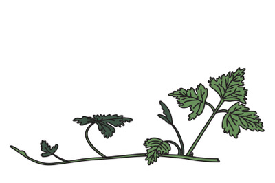 Botanical grapevine isolated on white background Hand drawn vine plant