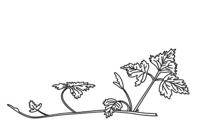 Line art botanical grapevine isolated on white background. Hand drawn