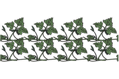 Botanical floral horizontal border with grapevine isolated on white bg