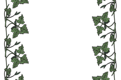 Botanical floral vertical border with grapevine isolated on white bg