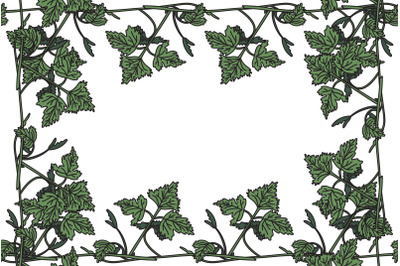 Botanical floral frame with grapevine isolated on white background