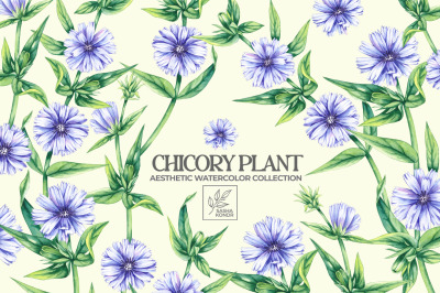 Chicory Plant Watercolor Collection