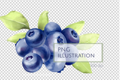 Blueberry Illustration PNG - Berries and Leaves Clipart