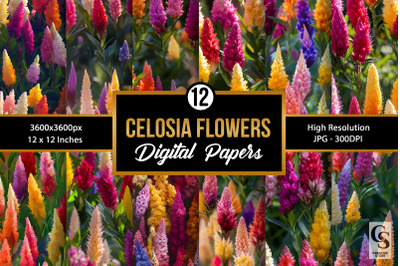 Colorful Celosia Flowers Digital Papers