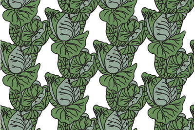 Botanical drawing green cabbages seamless pattern vector illustration