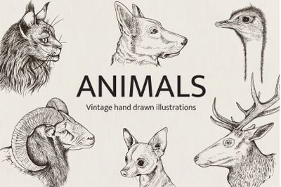 Hand Drawn Portraits of Animals