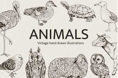 Hand Drawn Animals