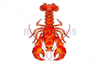 Red Boiled Lobster