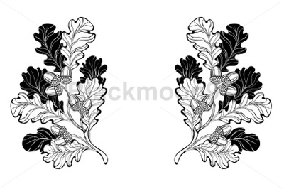 Contour oak branches