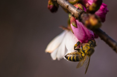 Bumblebee on a flower clouseup