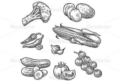 Set vegetables. Cucumbers, Garlic, Corn, Pepper, Broccoli, Potato and Tomato