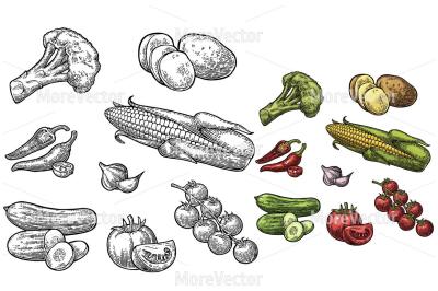 Set vegetables. Cucumbers, Garlic, Corn, Pepper, Broccoli, Potato and Tomato.