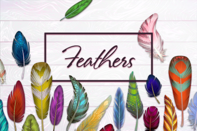 Feathers - from a contour to paints