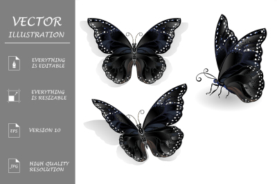 Set of Black Butterflies Morpho