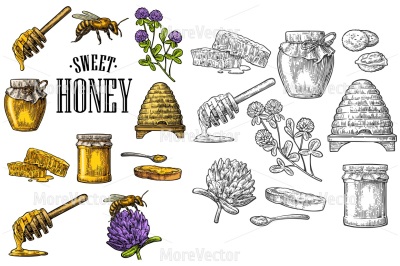 Honey set. Jars of honey, bee, hive, clover, spoon, cracker, bread and honeycomb. 
