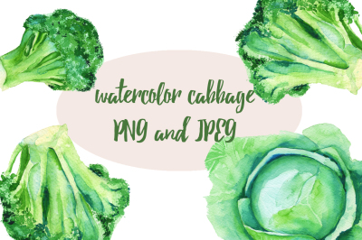 watercolor cabbage
