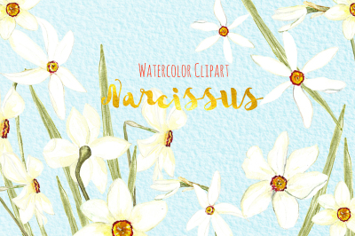 Narcissus spring. Watercolor clipart.