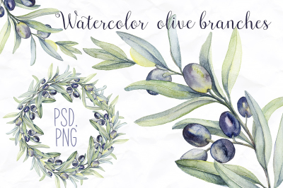 Watercolor botanic olive branch