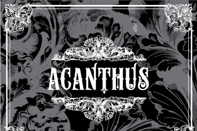 17 Vintage Acanthus Flourishes