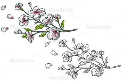 Sakura blossom. Cherry branch with flowers and bud. The petals are falling and fly