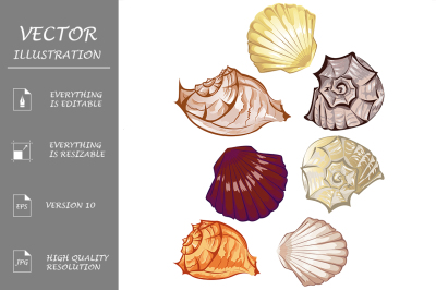 Multicolored seashells