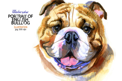 Watercolor English bulldog