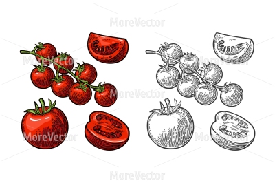 Set of hand drawn tomatoes . Branch, whole, half and slice.
