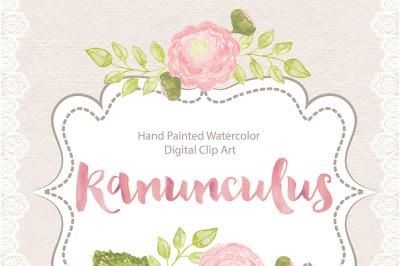 Watercolor ranunculus 