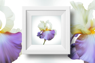 Lovely Royal Iris on light backdrop. Beautiful spring illustration for posters. 