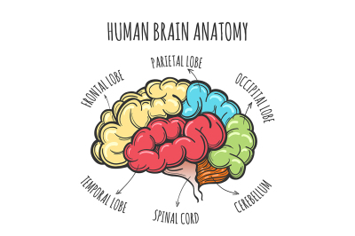 Human Brain Anatomy Sketch