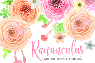 Watercolor ranunculus flowers png