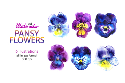 Watercolor pansy illustrations
