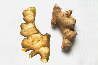Ginger Root Watercolor Illustration