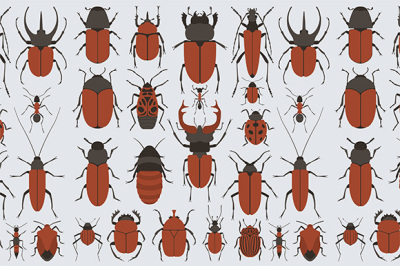 Beetles set