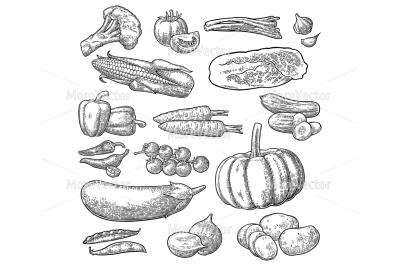 Set vegetables. Cucumbers, Napa cabbage, Pea pod, Onoin, Garlic, Corn, Pepper, Broccoli, Potato and Tomato