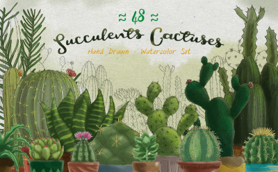 Succulents&amp; Cactuses