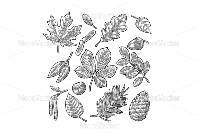 Set leaf, acorn, chestnut and seed. engraved