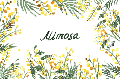 Mimosa flowers watercolor clipart, hand-drawn. Mimosa Yellow wedding flowers. Logo Blog. Flower watercolor Clipart, Hand-painted graphics