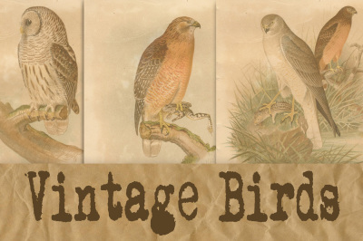 Vintage Birds Scientific Plates Digital Paper