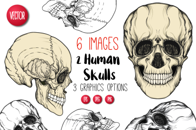Human Skull 
