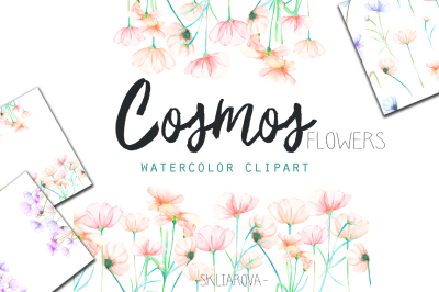 Cosmos flowers. Watercolor clipart